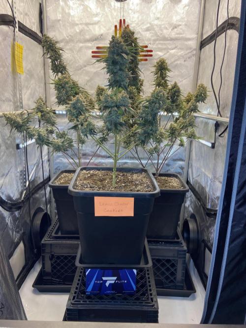 Cupid Grow. Week 10 - Lemon Cherry Cookies