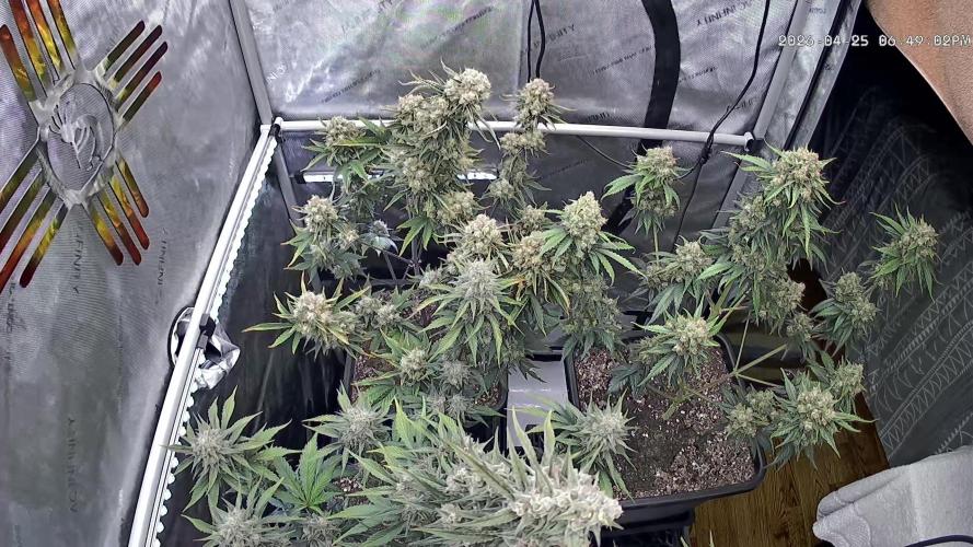 Cupid Grow. Week 10