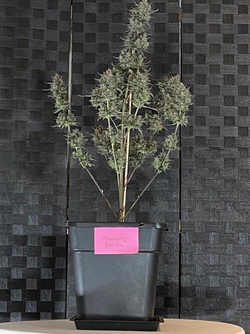Cupid Grow. Week 11 - Strawberry Gorilla