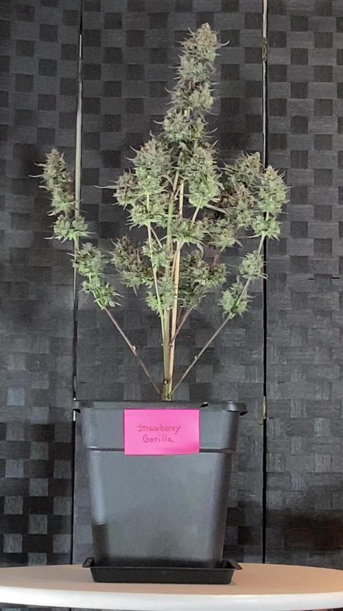 Cupid Grow