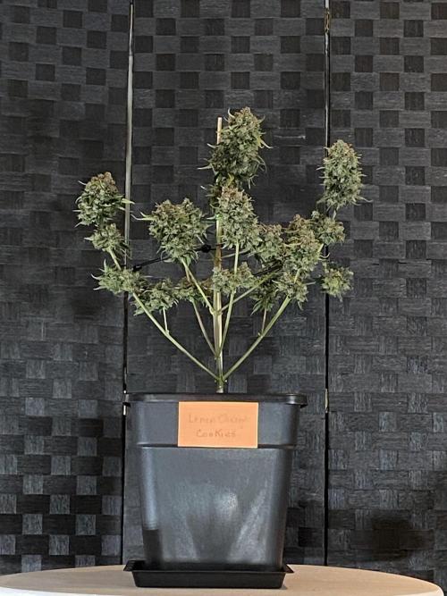 Cupid Grow. Week 11