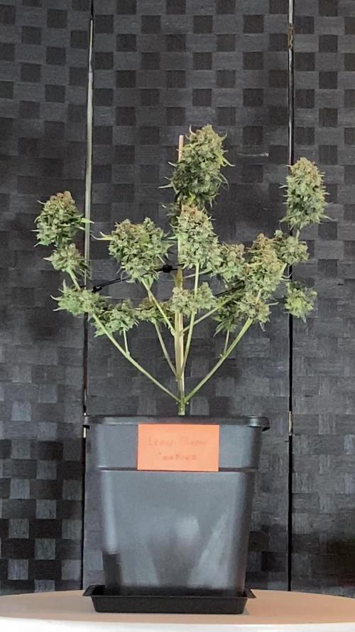 Cupid Grow
