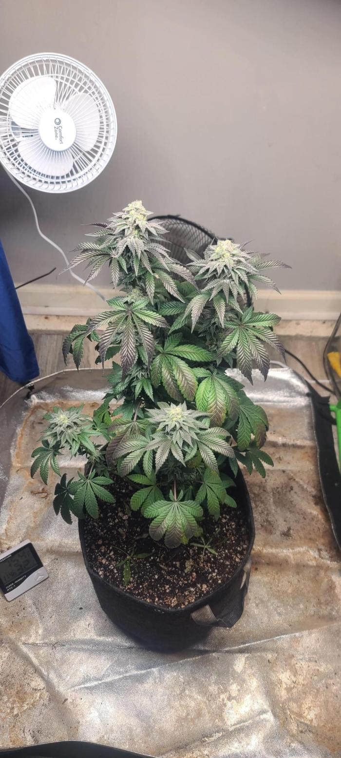 New Money. Week 7 - Short veg this plant had some stress early on terps are fire nice bud structure 