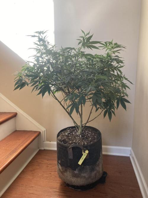 All Gas OG Koala Kickback. Week 1 - Mother Plant