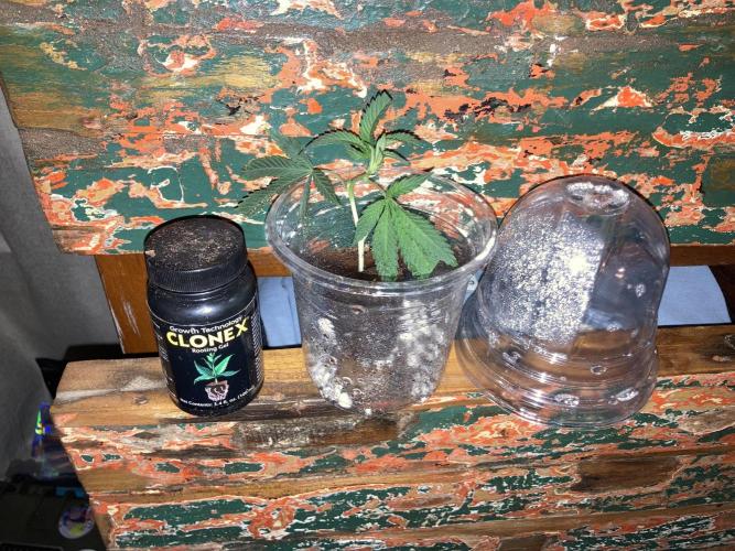 All Gas OG Koala Kickback. Week 1