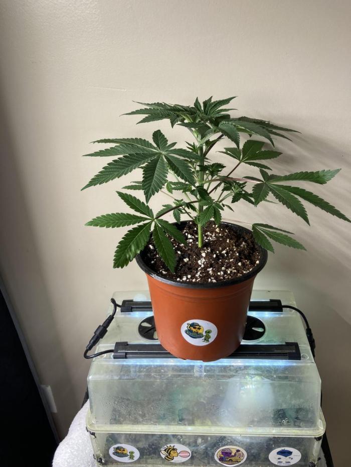 Asha’man Cap Junky - Blue Bubba. Week 4 - 4/weeks from seed