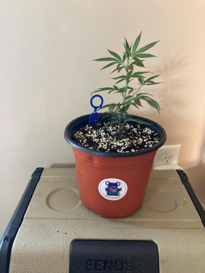 All Gas OG Koala Kickback. Week 3 - Week 3 1 Gallon