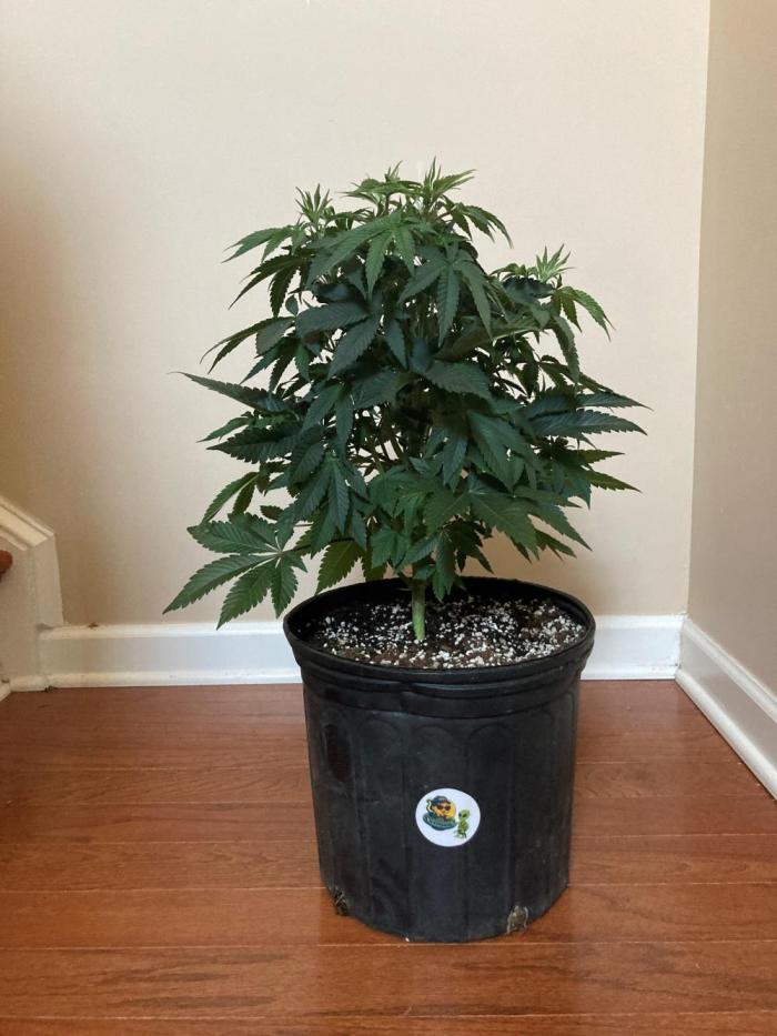 Asha’man Cap Junky - Blue Bubba. Week 7 - 3 Gallon.  Topped Once.  Scheduled to flower 04 10