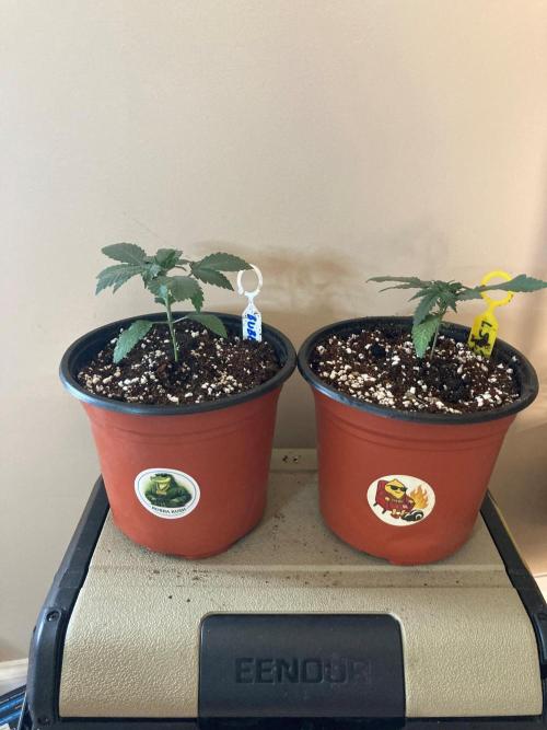 Red Carpet BGE. Week 2 - Lemon Drop and Bubba Kush in 1 gallon--added to flower target mid April