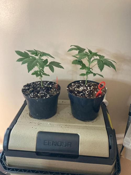 Red Carpet BGE. Week 2 - Red Carpet in 1/2 gallon.  