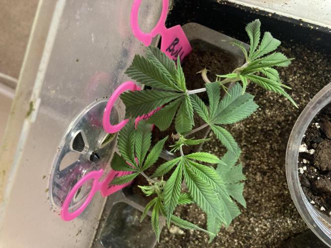 Bubblehead. Week 1 - Root Riot Cubes takes 10-15 to root