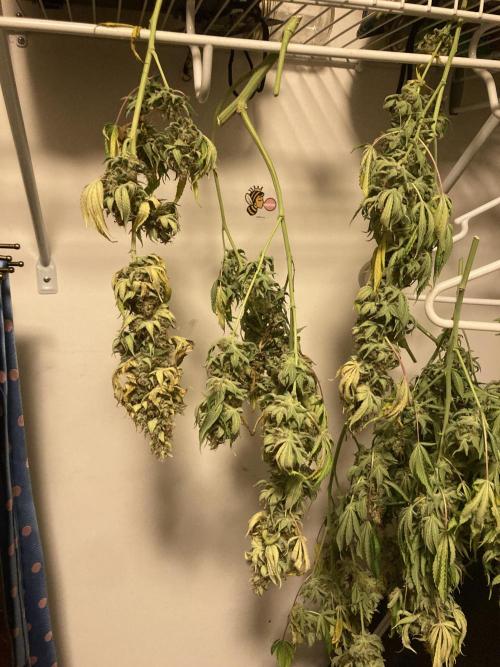Bubblehead. Week 1