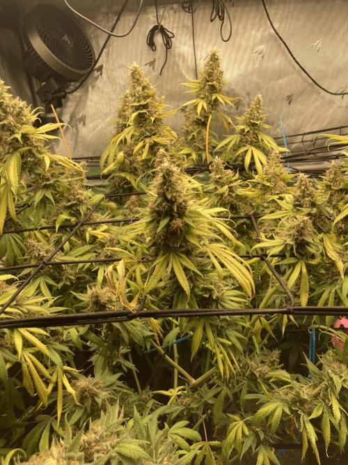 Bubblehead. Week 1 - Perpetual grows since 2024