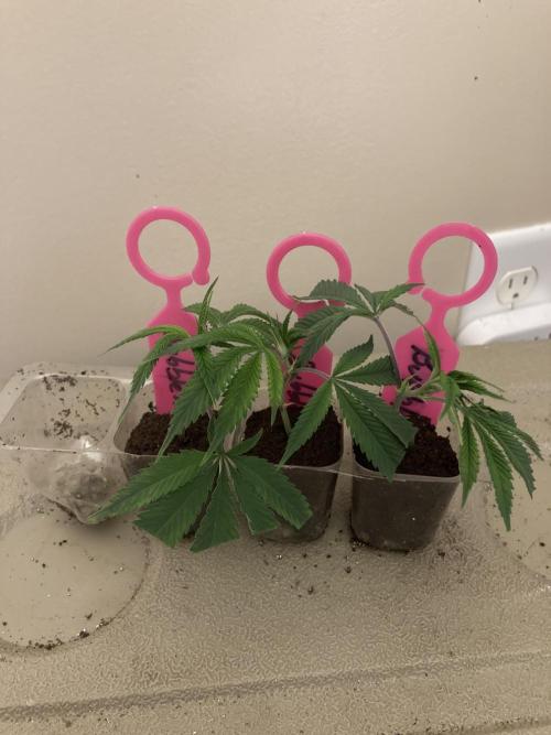 Bubblehead. Week 1 - Clones in Root Riot Cubes.  Slower to root than BB