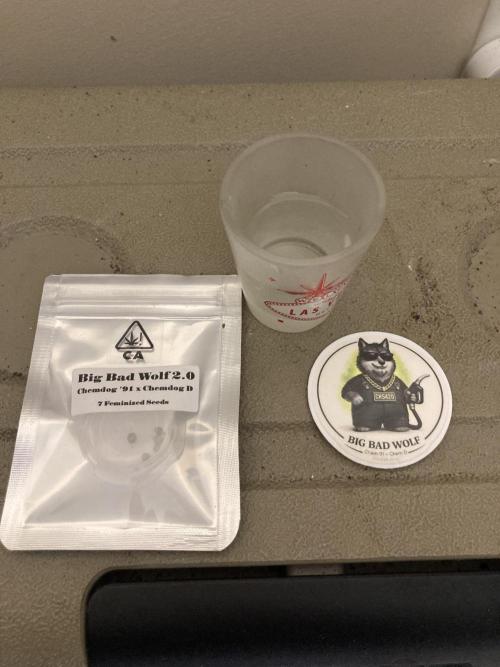 Big Bad Wolf 2.0. Week 0 - 24 hours