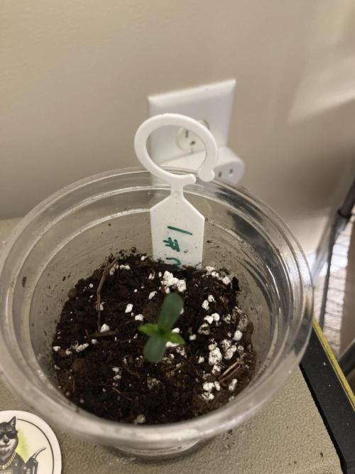 Big Bad Wolf 2.0. Week 0 - Stonington Maine Seed Starter — popped less than 24 hours