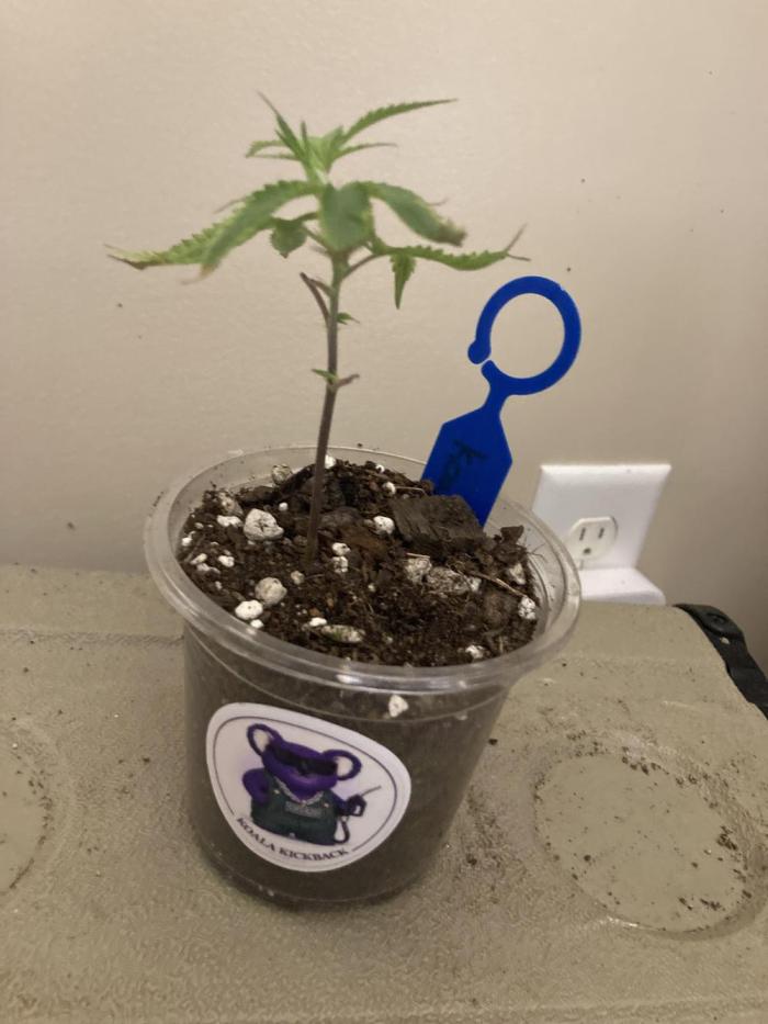 All Gas OG Koala Kickback. Week 2 - KK cloning has been hard.  We think it’s bc the mothers have deficiencies.  