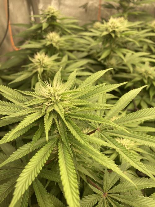 Katsu Bubba. Week 12