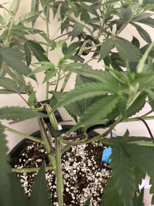 Katsu Bubba. Week 6