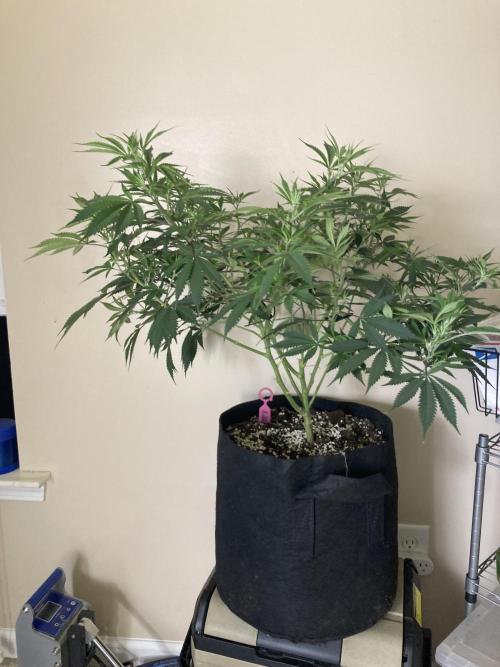 Bubblehead. Week 9 - Lite defoliation before flip