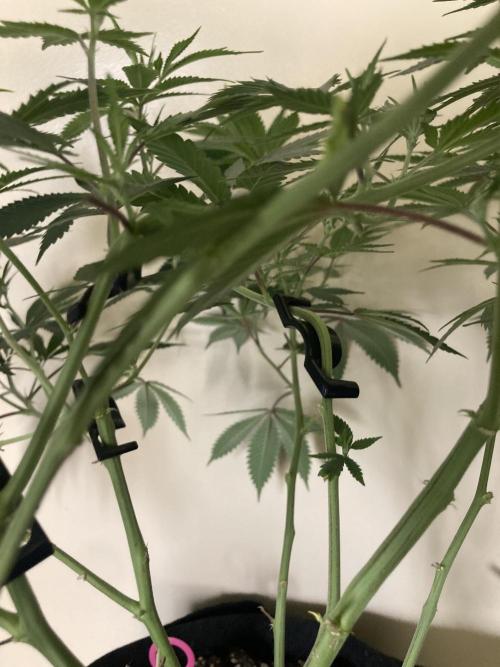 Bubblehead. Week 9 - Bud clips