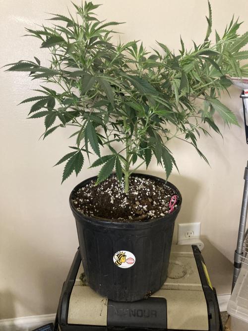 Bubblehead. Week 8 - Week 5 5 gallon