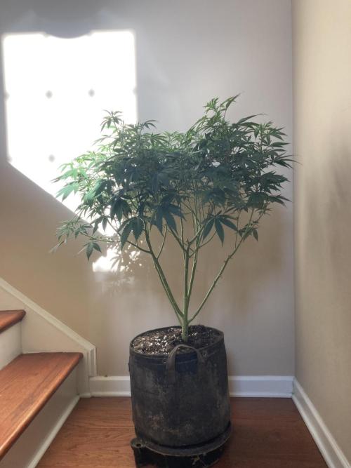 Bubblehead. Week 1 - Cloned from this plant before it flowered
