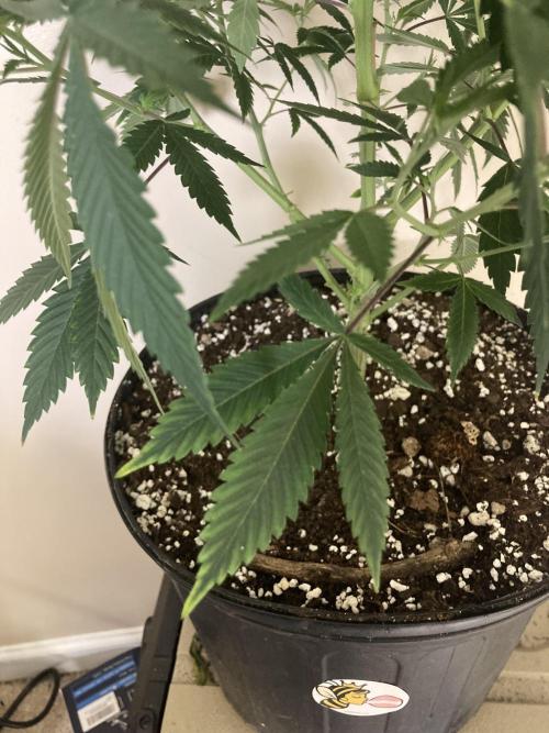Bubblehead. Week 8 - White tips throughout all phases.  When run in same as Blue Bubba who is fine