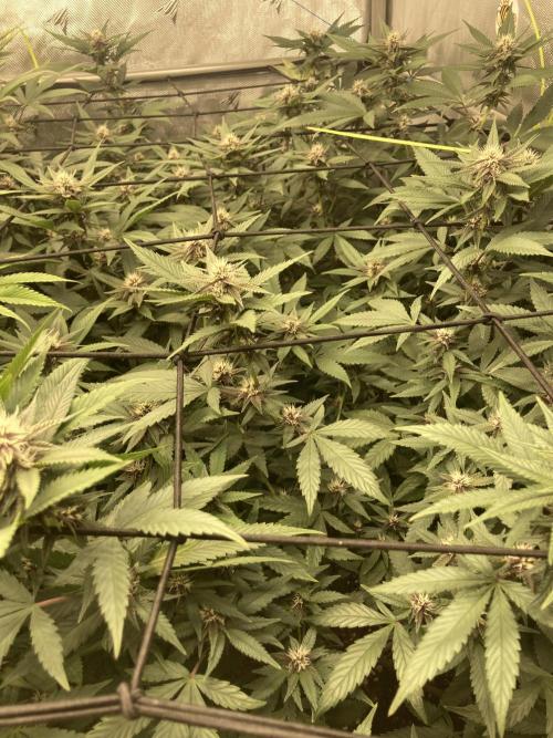 All Gas OG (formerly Asphalt Plant). Week 9