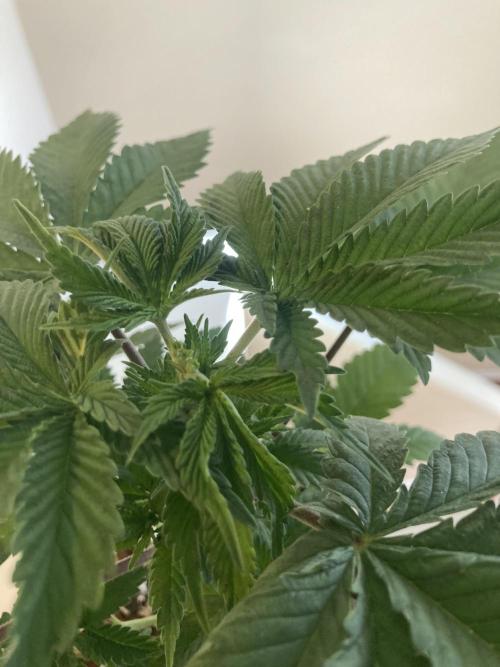 Red Carpet BGE. Week 3 - Topped 
