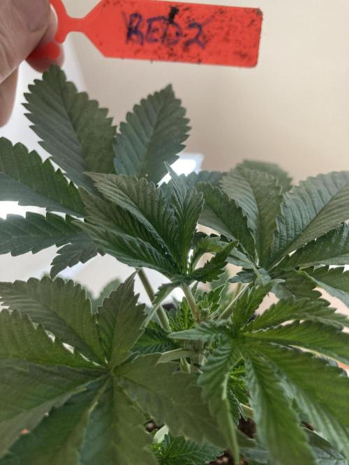 Red Carpet BGE. Week 3 - Topped Red Carpet
