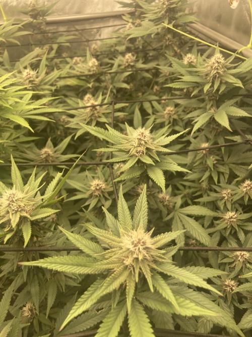 All Gas OG (formerly Asphalt Plant). Week 11