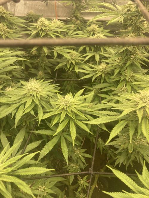 Katsu Bubba. Week 13