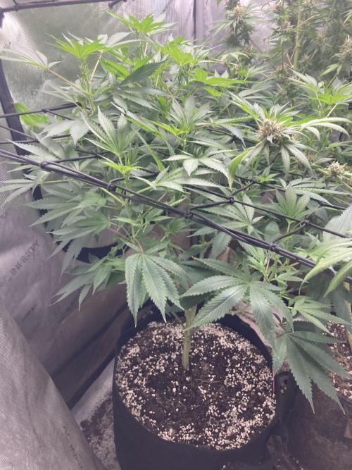 Bubblehead. Week 10 - 7 days into flower tent 03 11