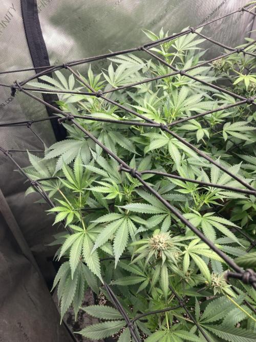Bubblehead. Week 10 - 7 days into flower tent