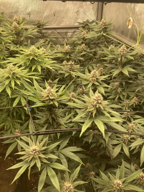 All Gas OG (formerly Asphalt Plant). Week 11