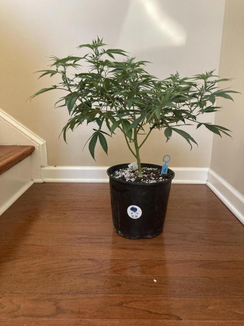 Katsu Bubba. Week 7