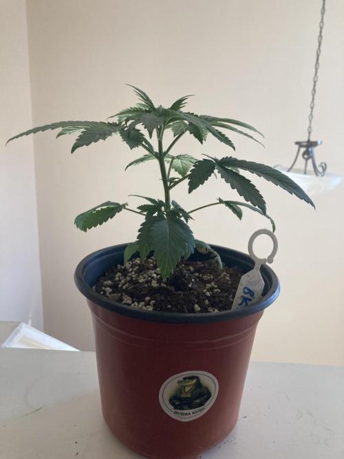 Red Carpet BGE. Week 3 - Bubba Kush not topped yet