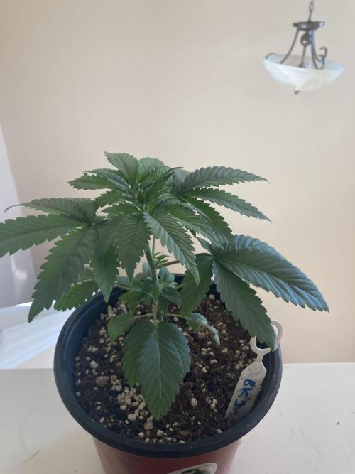 Red Carpet BGE. Week 3 - Bubba kush not topped yet