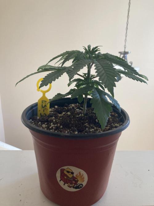 Red Carpet BGE. Week 3 - Lemon Drop not topped
