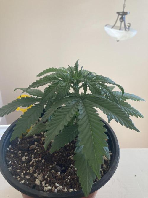 Red Carpet BGE. Week 3 - Lemon drop not topped