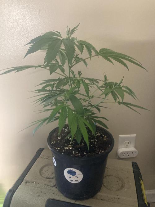 Katsu Bubba. Week 4