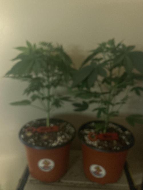 Red Carpet BGE. Week 4 - Week 4