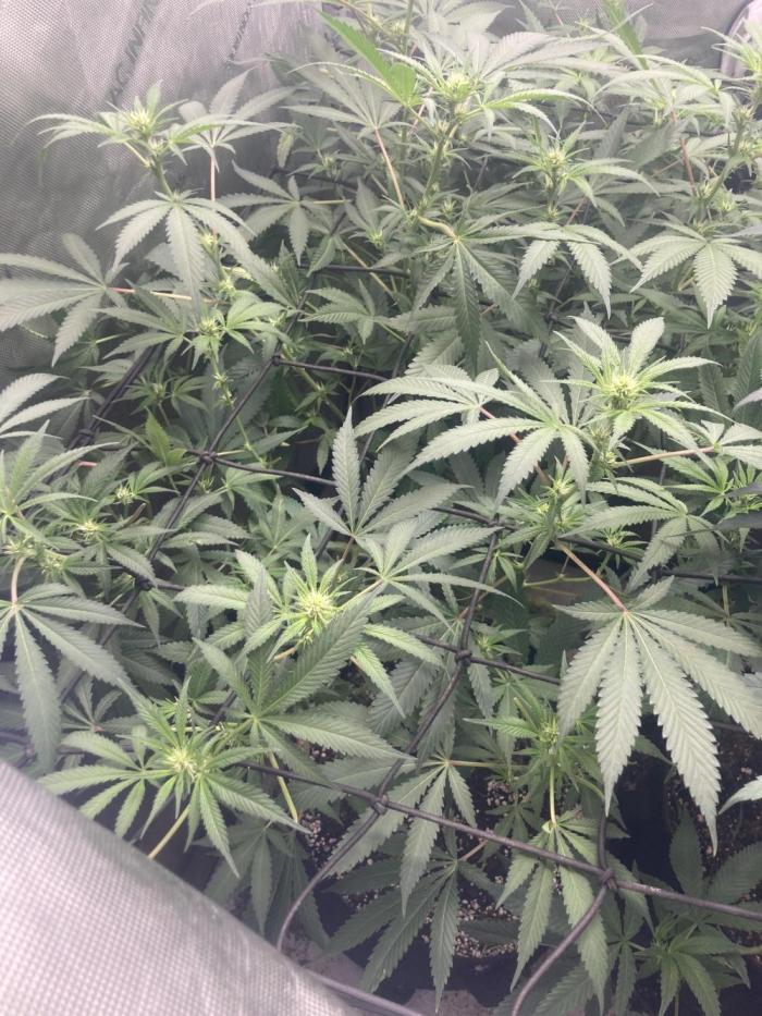 Bubblehead. Week 11 - Week 2 flower 3 x 3