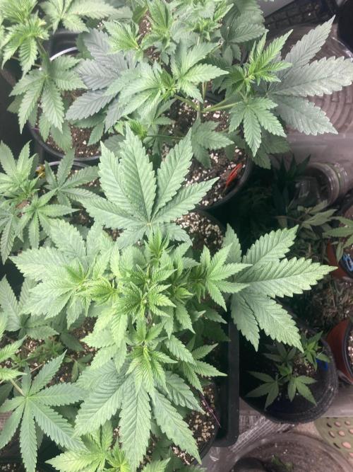 Red Carpet BGE. Week 4 - Defoliation of top 4 fan leaves to expose more light