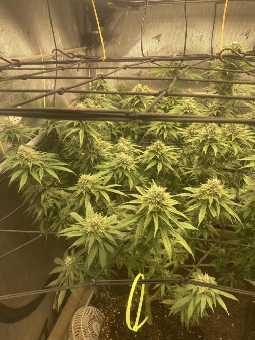 Katsu Bubba. Week 14
