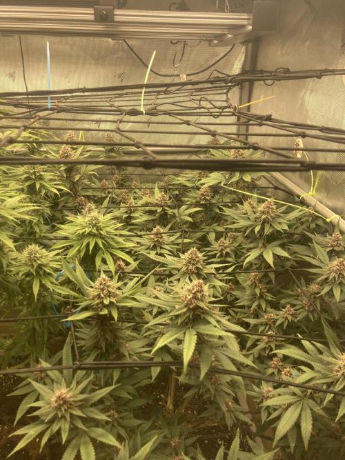 All Gas OG (formerly Asphalt Plant). Week 12
