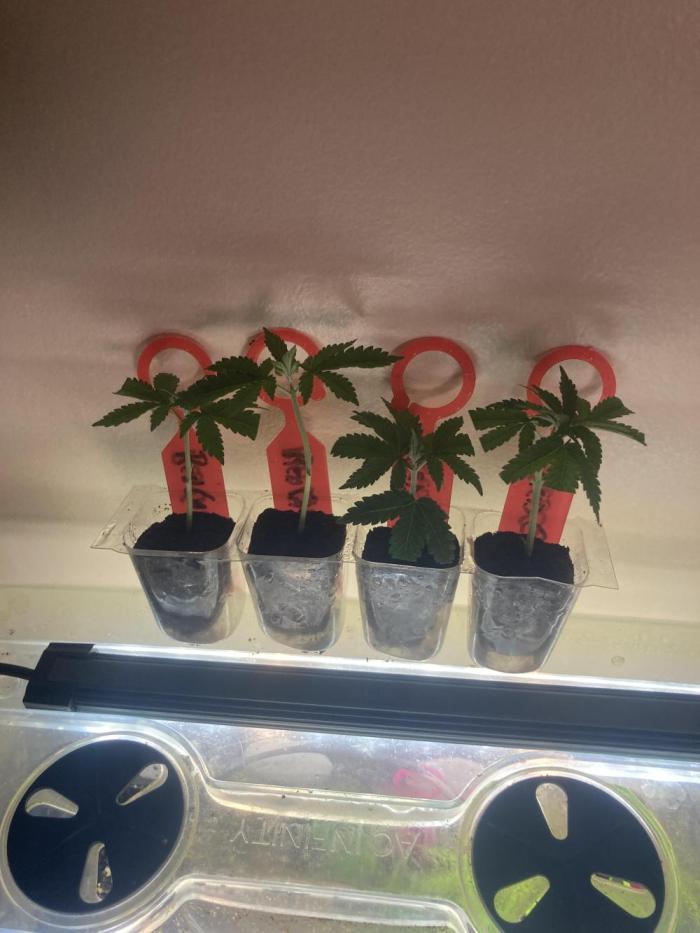Red Carpet BGE. Week 0 - 2 clones each red carpet 1 and 2