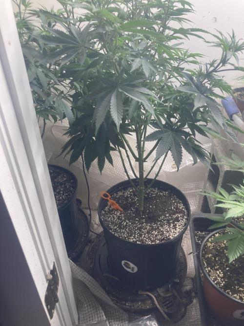 Asha’man Cap Junky - Blue Bubba. Week 8 - Minor defoliation 