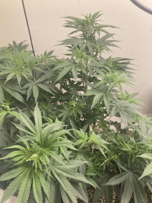 Asha’man Cap Junky - Blue Bubba. Week 8 - Inside defoliation 